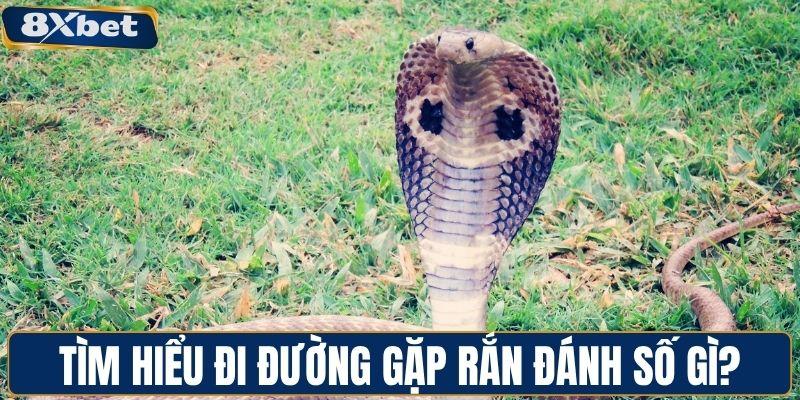 Tìm hiểu đi đường gặp rắn đánh số gì?